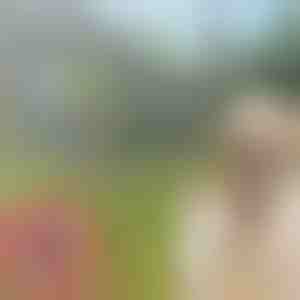 Lemmikloomade puukide ja kirpude kaelarihm PETPROTECT