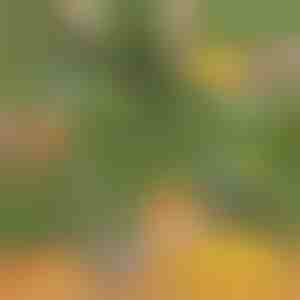 Ananassilõikur | ANANASS