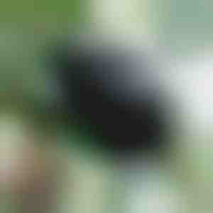 Taimede paljunduskast tervislike juurte jaoks (5 tükki) | ROOTY